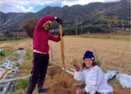 自然薯ひなひめ